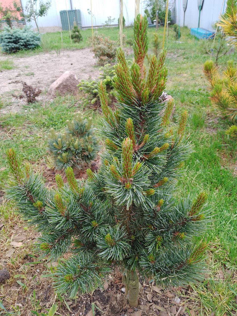 Pinus aristata ‘Silver boy’