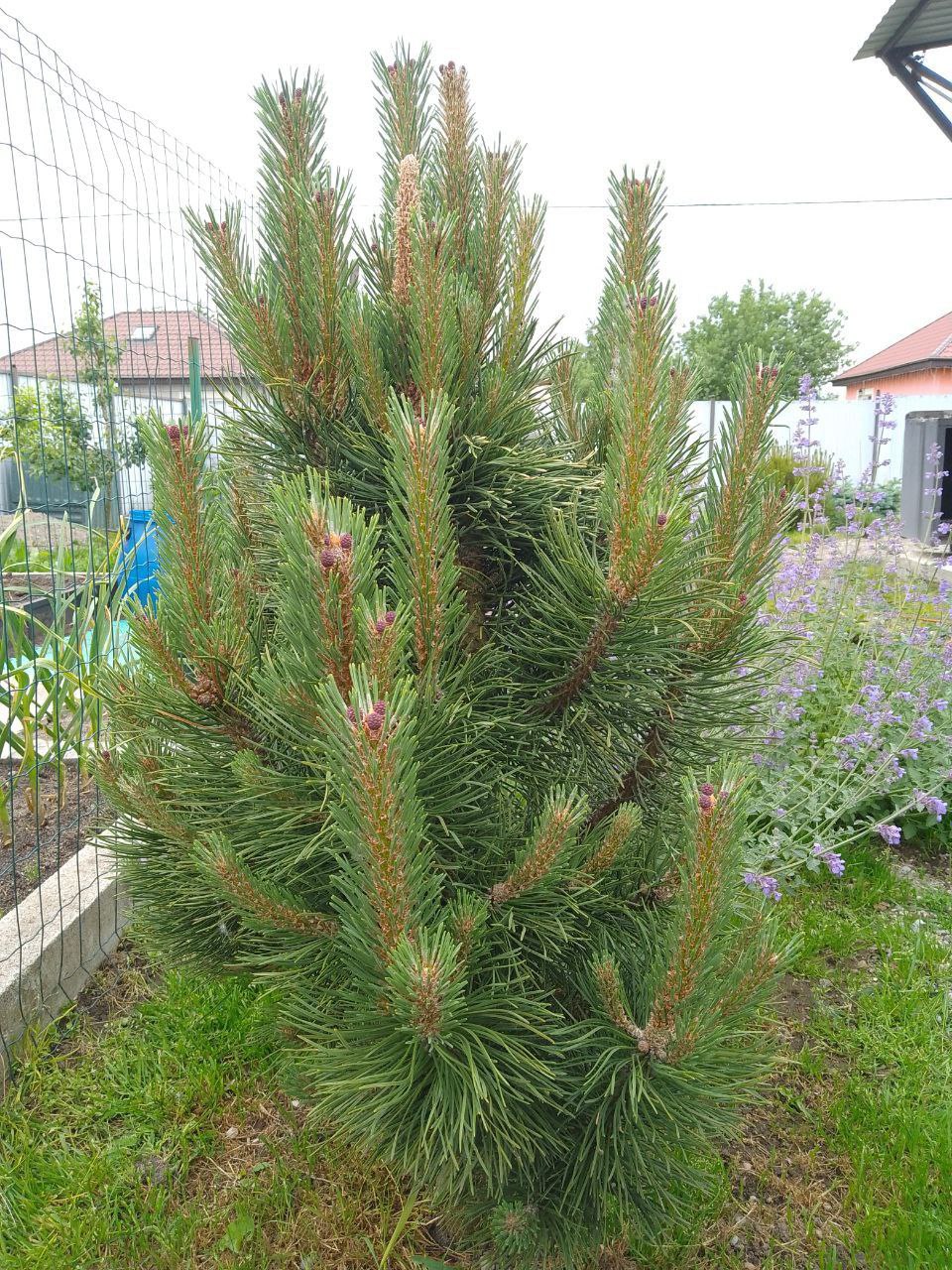 Pinus ponderosa ‘Richard Bush’