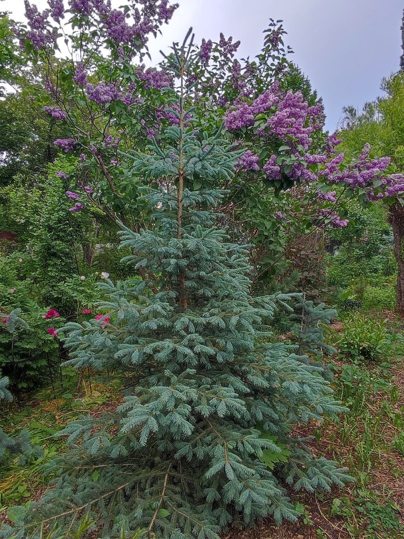 Picea obovata var. glauca