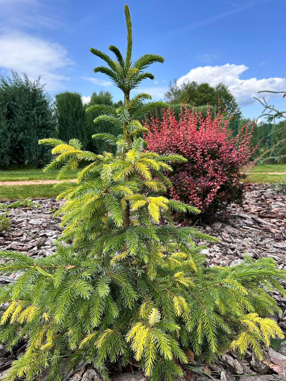 Picea omorika ‘Young’s variegated’