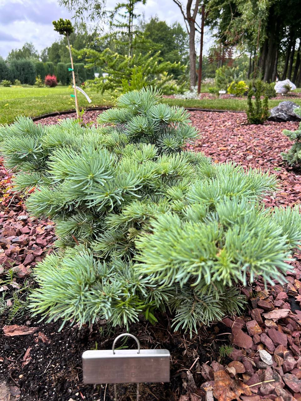 Abies concolor 'Masonic Broom'