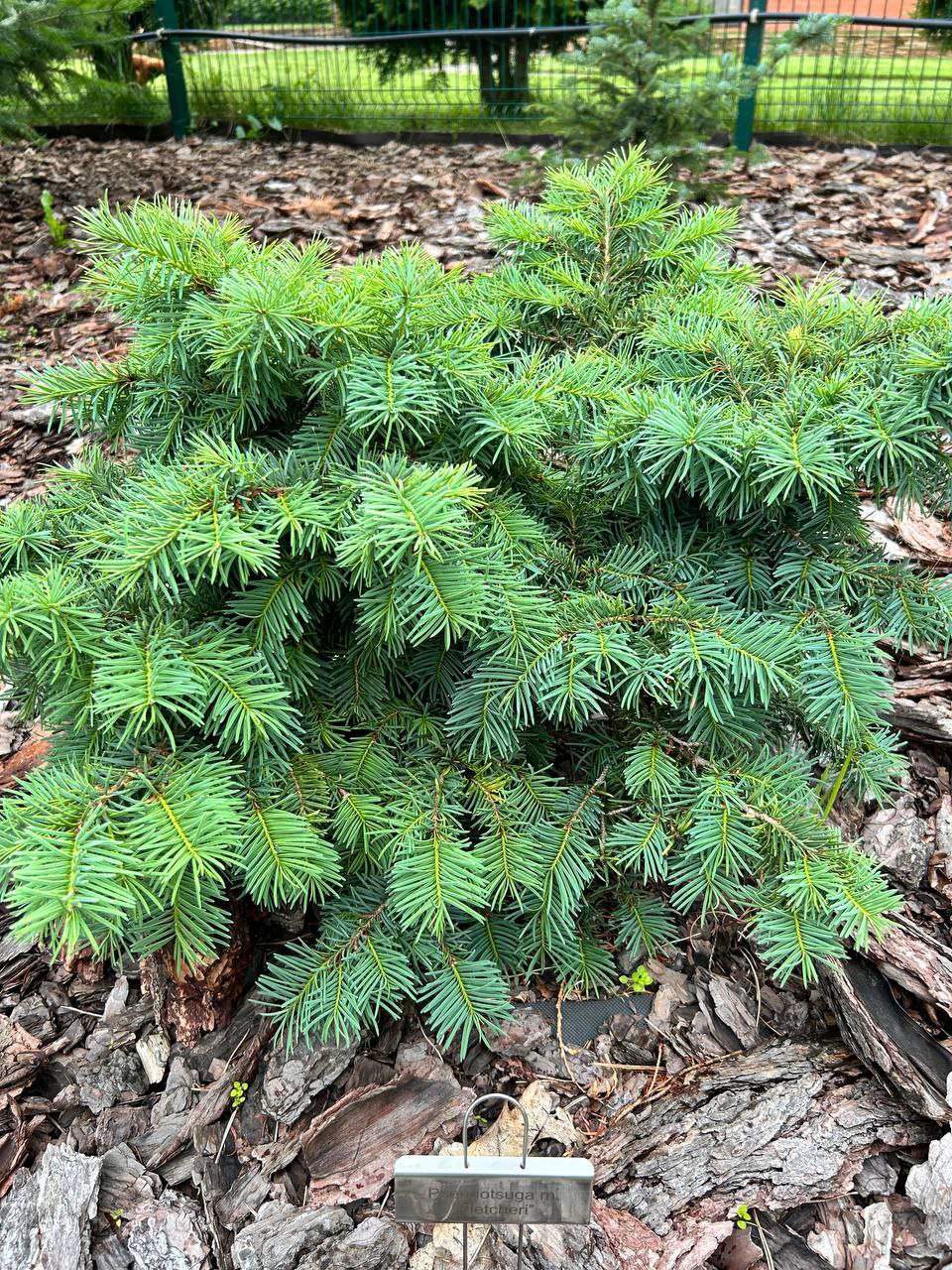 Pseudotsuga menziesii 'Fletcheri'