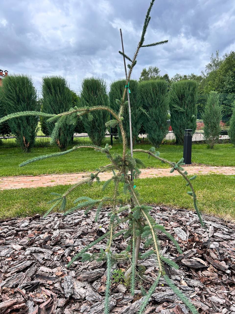Picea glauca 'Fort Ann'