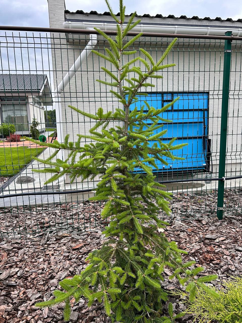 Abies balsamea 'Weeping Larry'