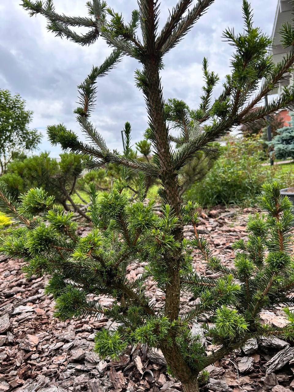 Picea abies 'Pragense'