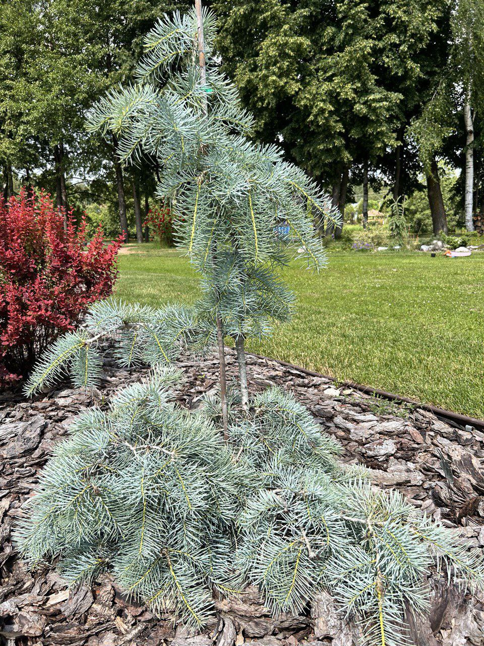 Abies concolor 'Blue Cloak'