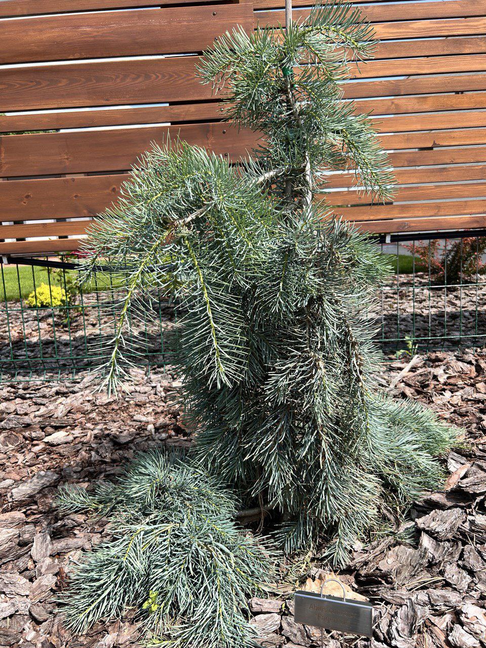 Abies concolor 'Fagerhult'