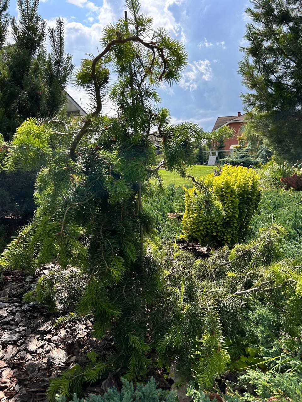 Pseudotsuga menziesii 'Serpentine'