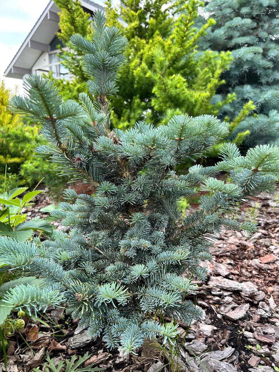 Abies lasiocarpa 'Kenwith Blue'