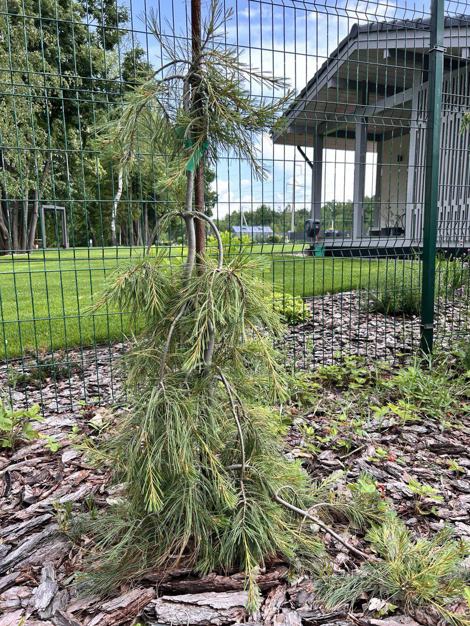Pinus strobus 'Angel Falls'