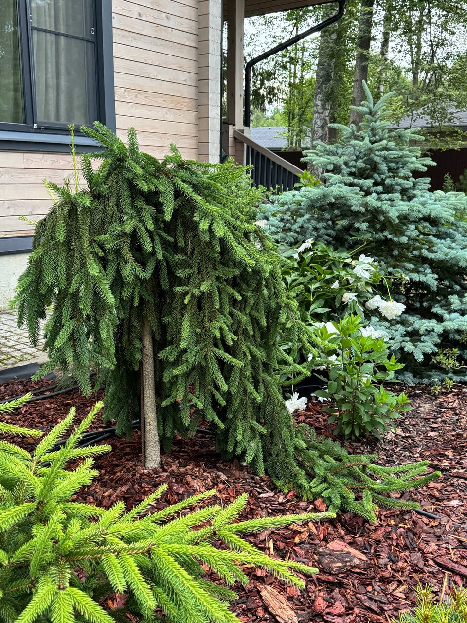 Picea abies ‘Inversa’