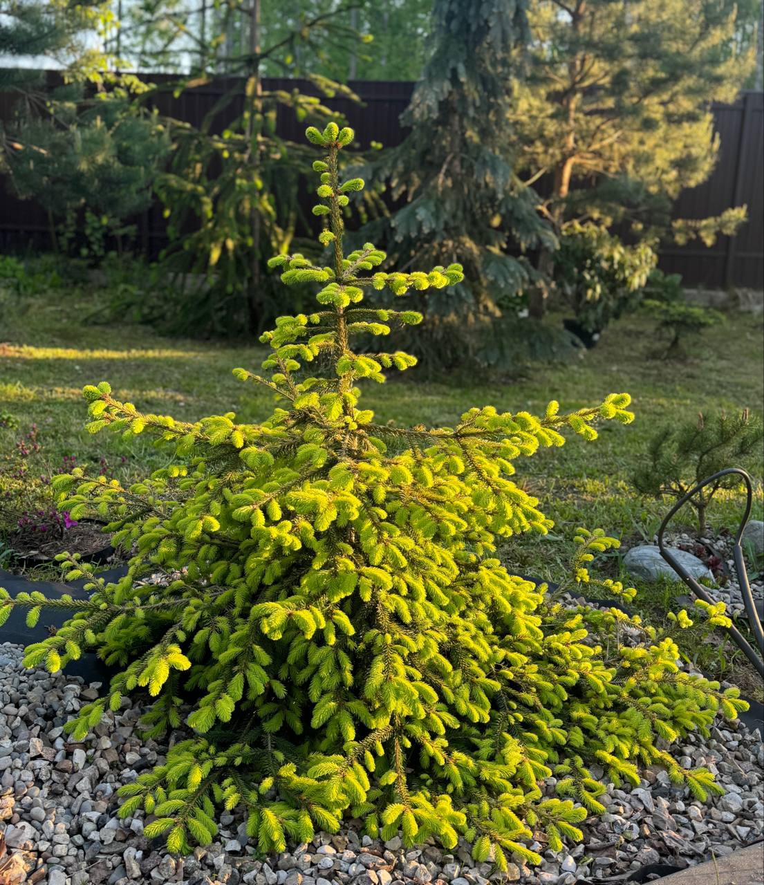 Picea abies ‘Summer Daze’