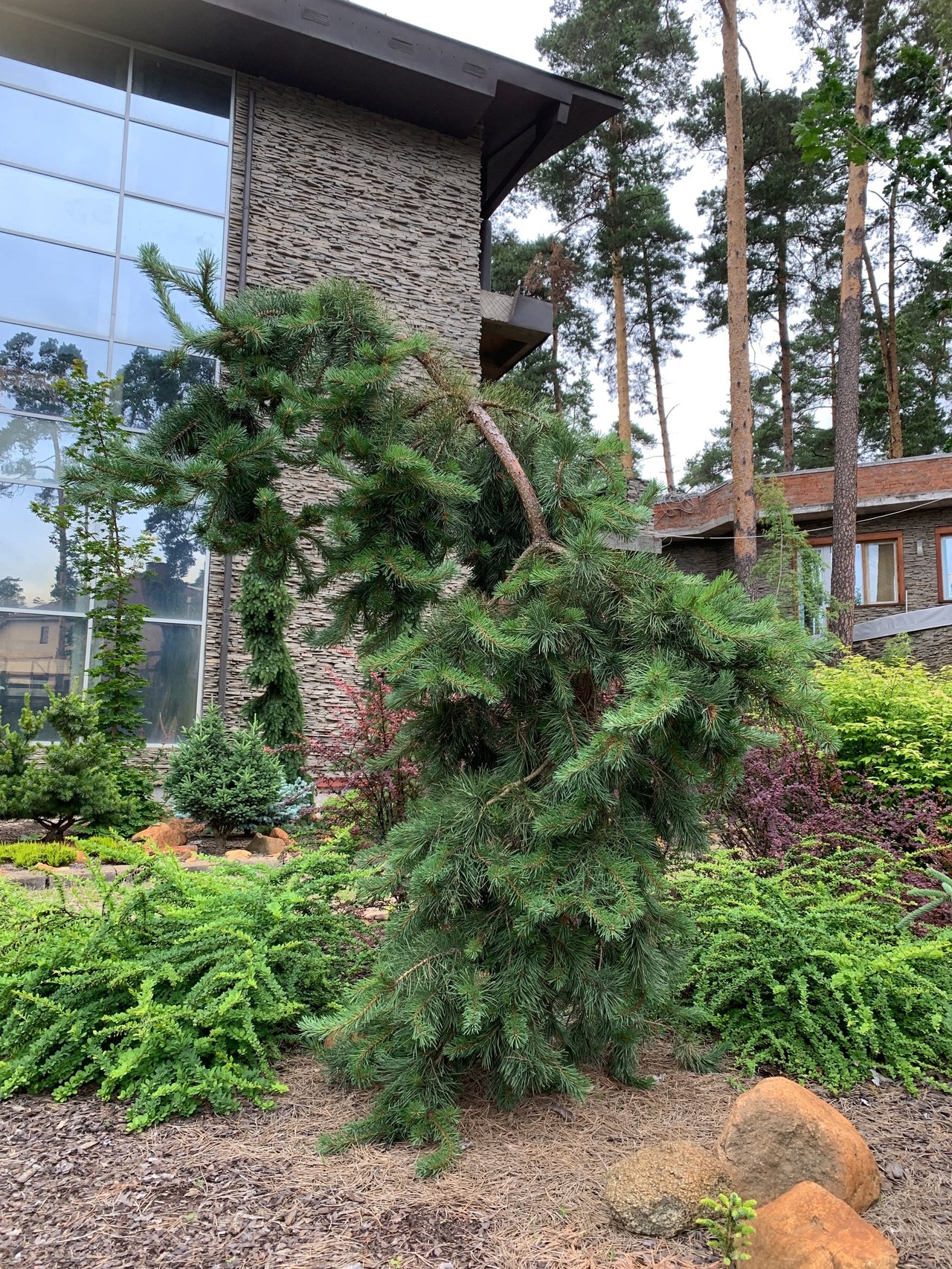 Pinus sylvestris ‘Mitsch Weeping’