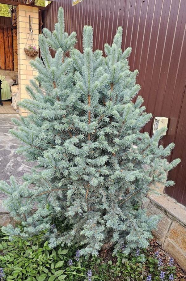 Picea pungens 'Blue Totem'