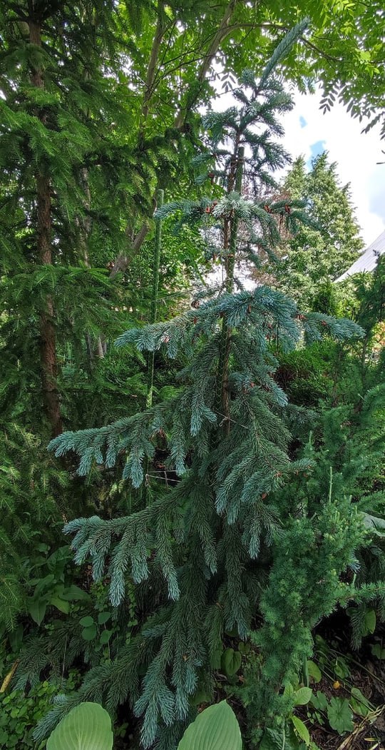 Picea engelmannii 'Glauca'
