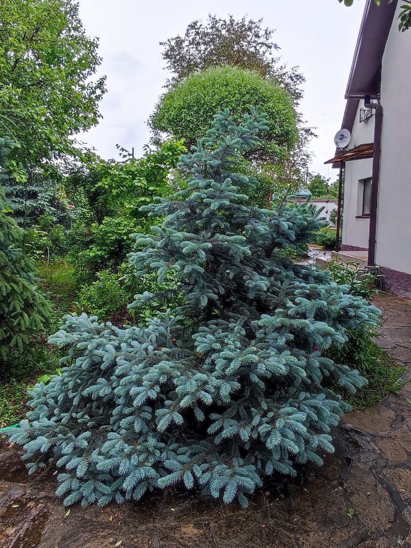 Picea pungens 'Fat Albert'