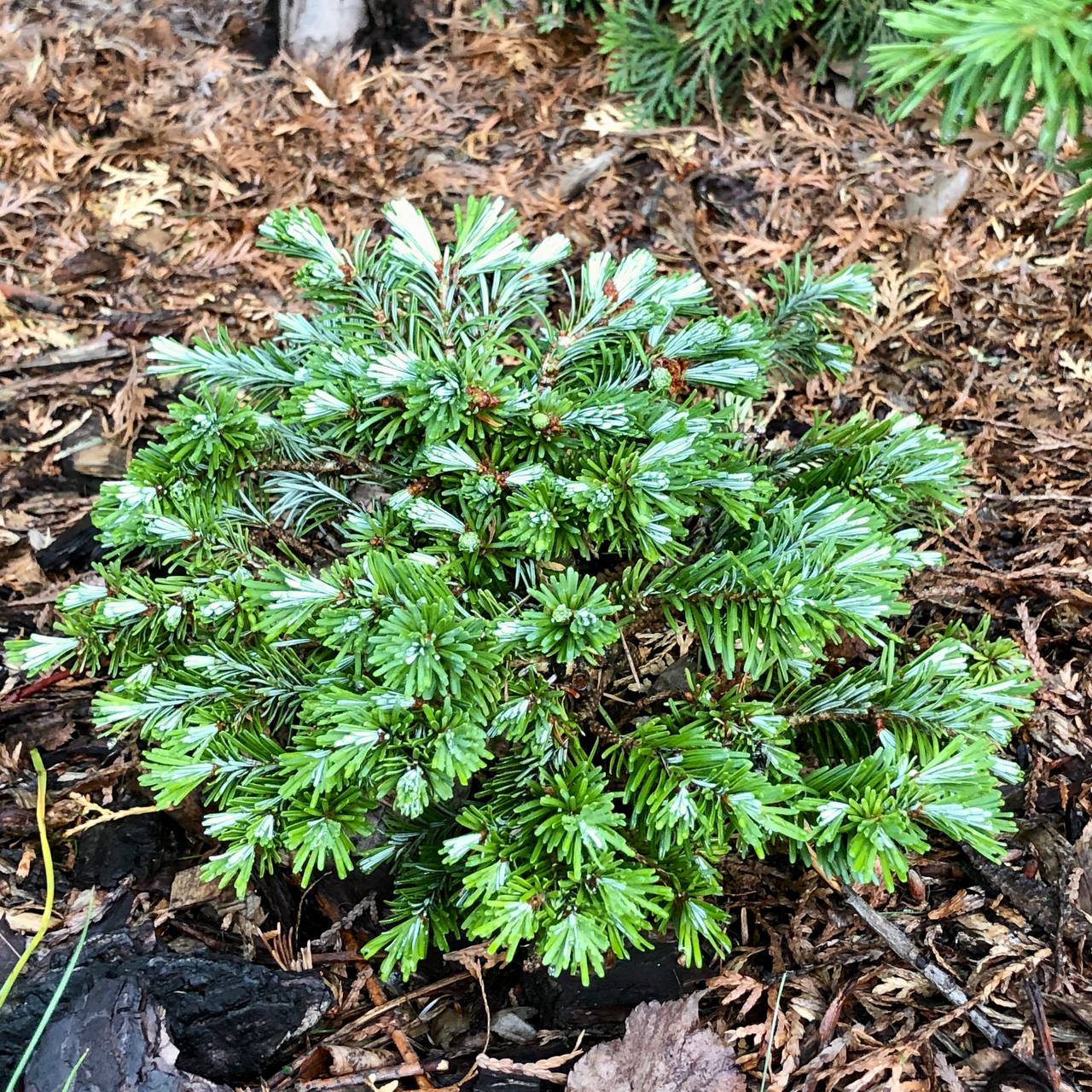 Abies veitchii 'Vizovice'