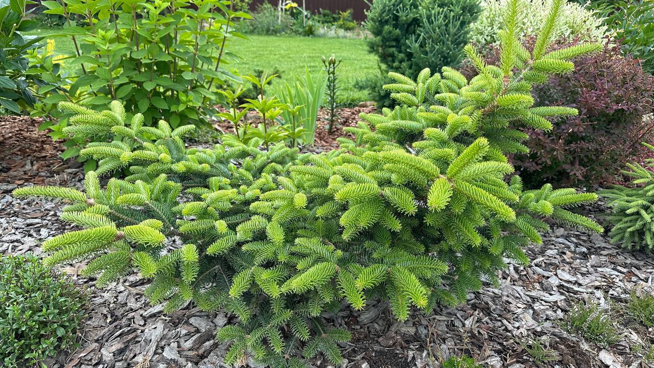 Abies cephalonica ‘Meyer`s Dwarf’