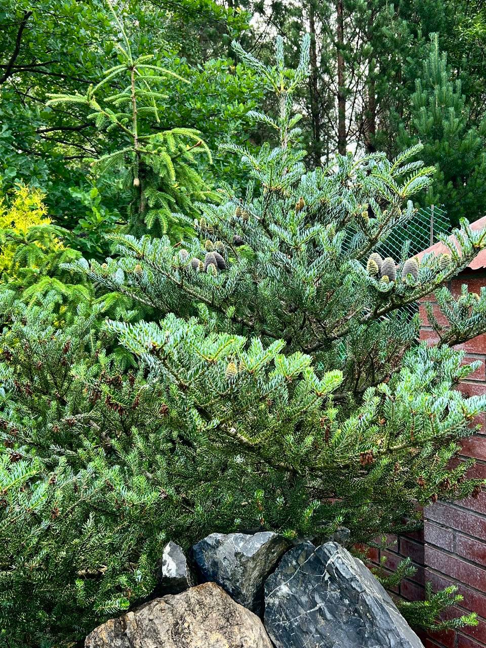 Abies koreana ‘Silberlocke’