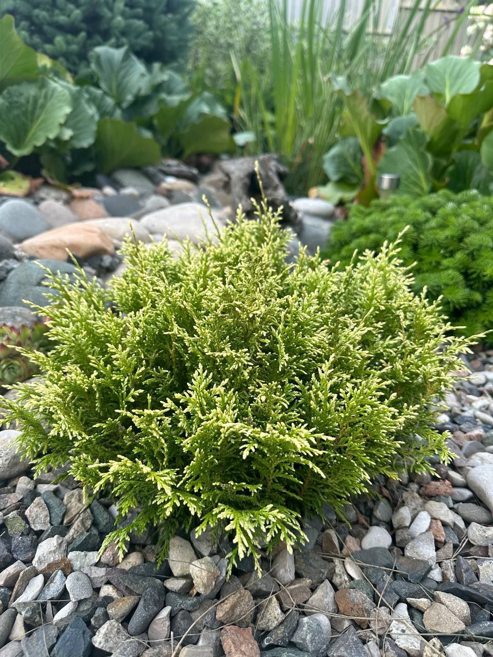 Chamaecyparis pisifera 'White Pygmy'