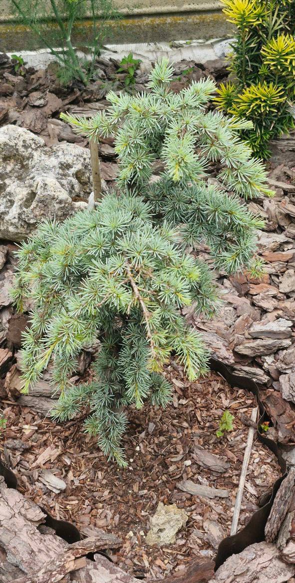 Cedrus libani ‘Saphire Numph’
