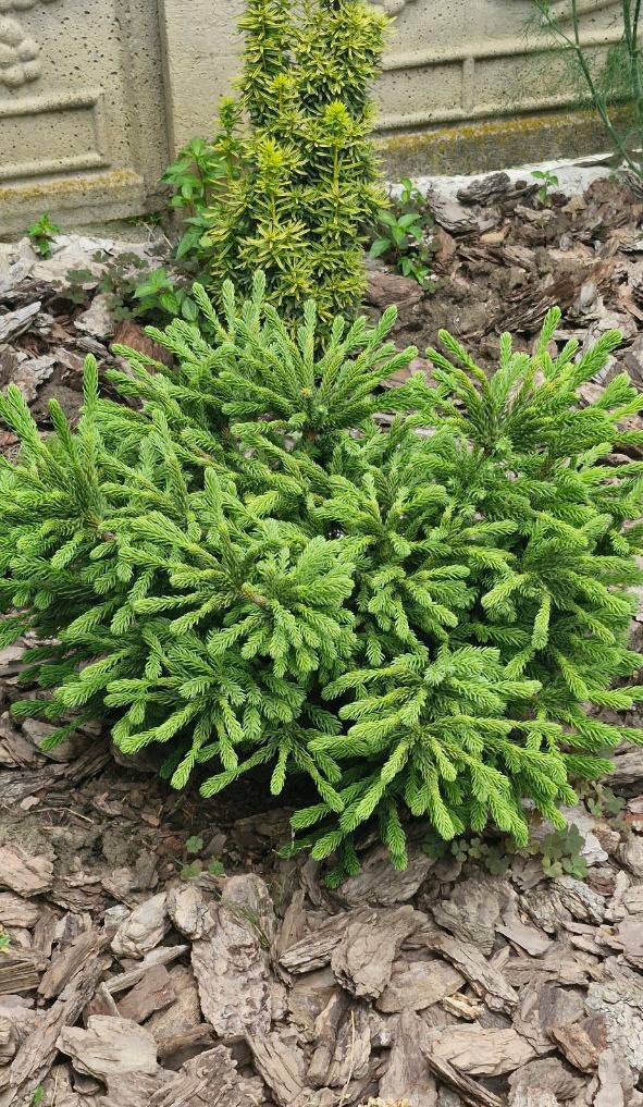 Cryptomeria japonica ‘Dinger’