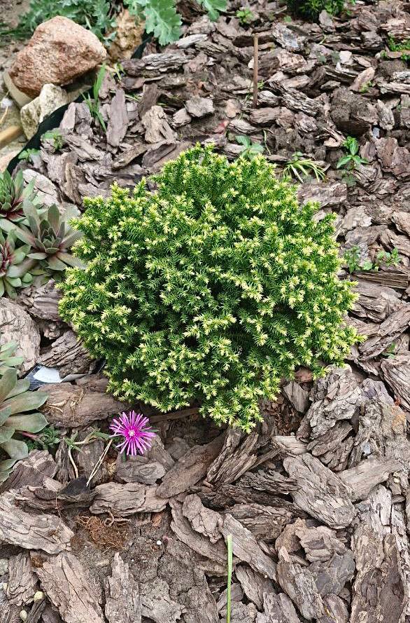 Cryptomeria japonica ‘Vilmorin Gold’