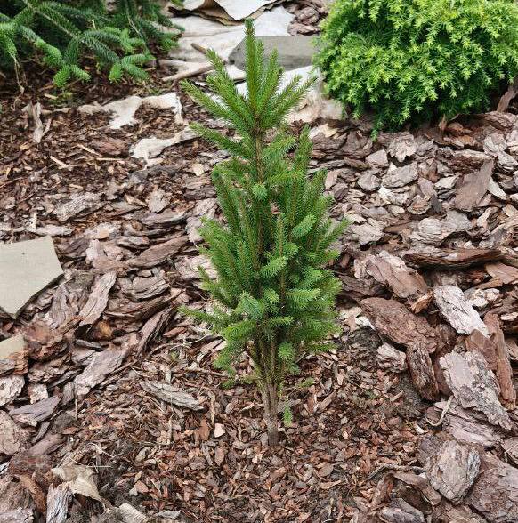 Picea mariana ‘Graig’