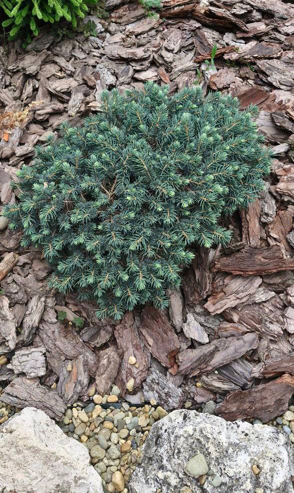 Picea pungens ‘Waldbrunn’
