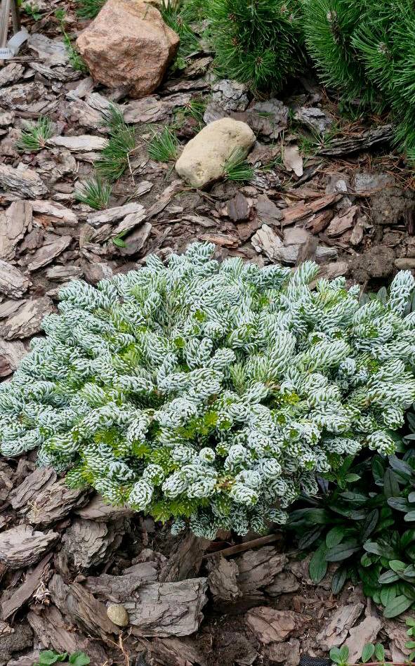 Abies koreana  ‘Kohout’s Icebreaker’