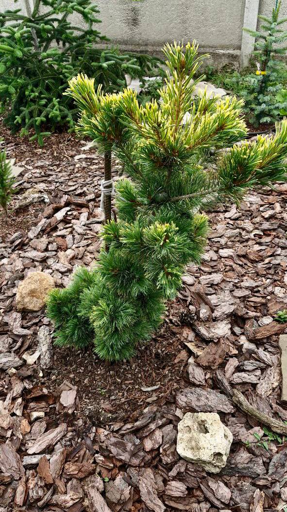 Pinus parviflora ‘Goldilocks’