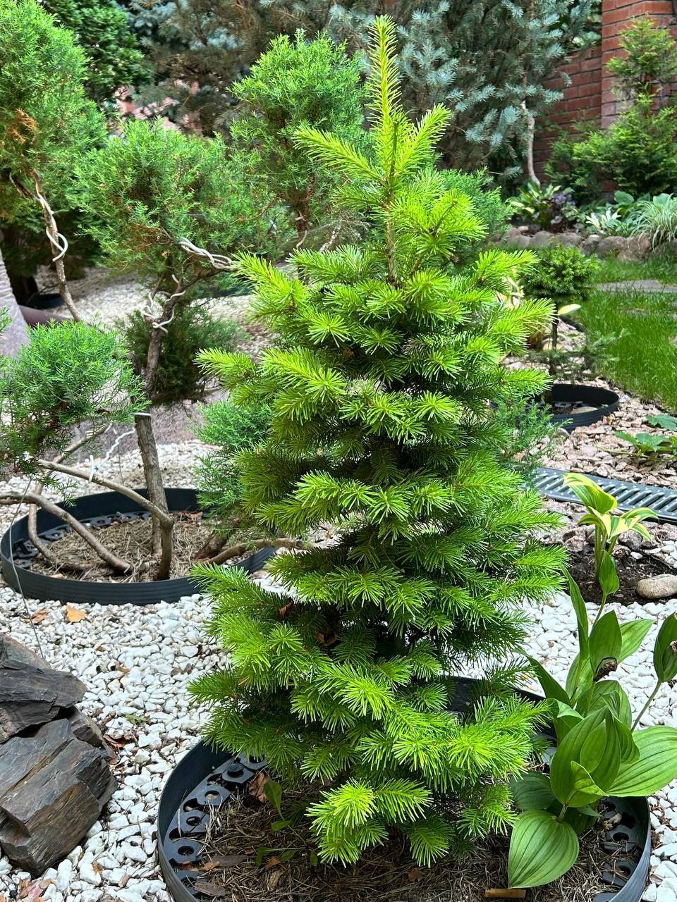 Abies sibirica 'Austerlits'