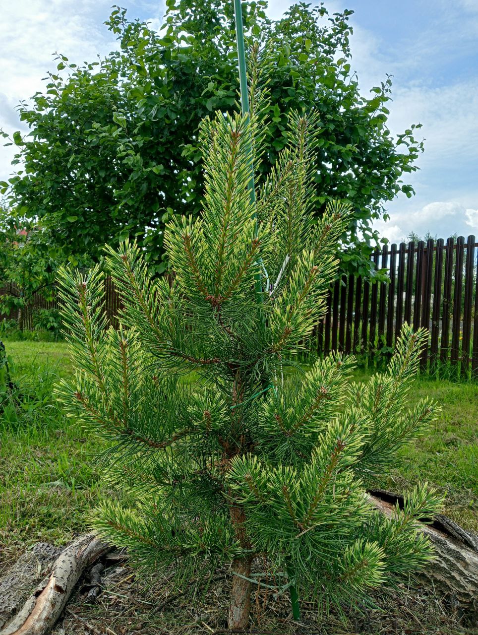 Pinus sylvestris 'Odegard'