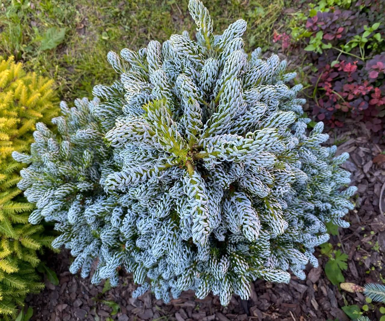 Abies koreana 'Kohout's Icebreaker'