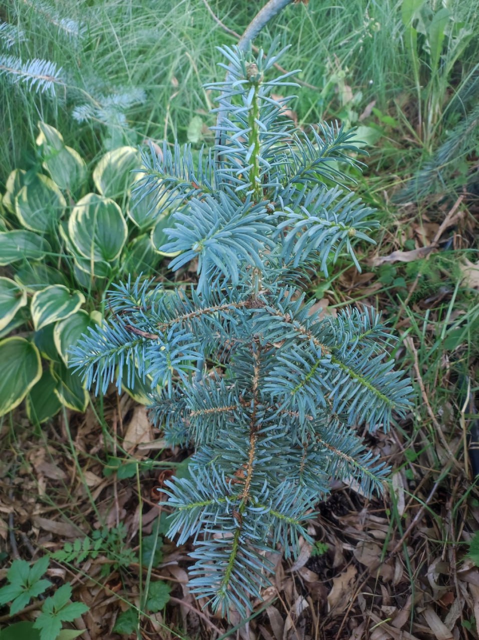 Abies concolor ‘Halina’