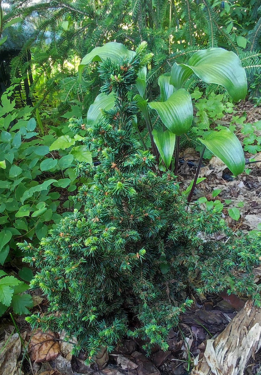 Picea abies 'Valentins'
