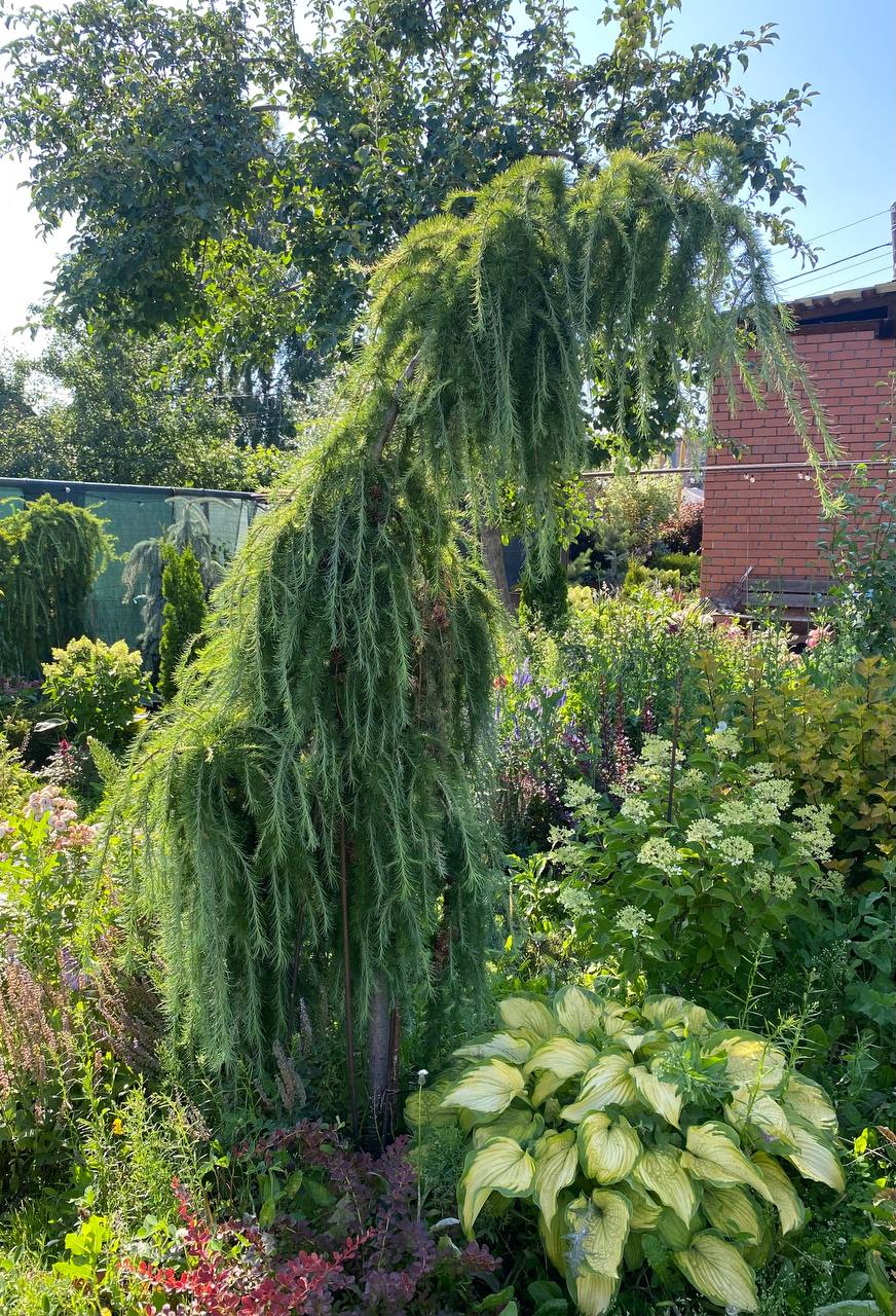 Larix gmelinii var rupprechtii ‘Nesmeyana’
