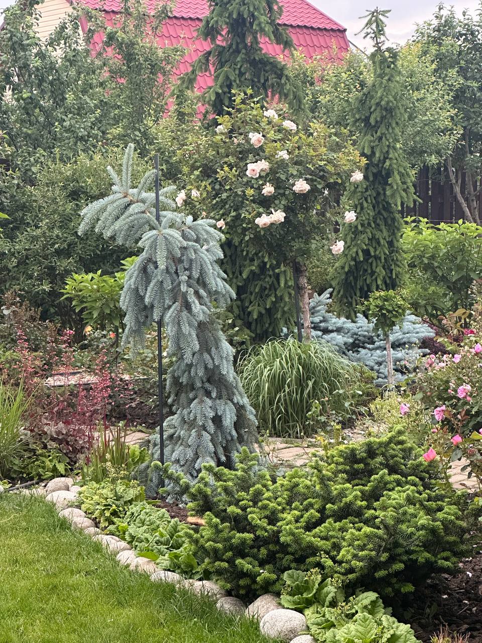 Picea pungens ‘The Blues’