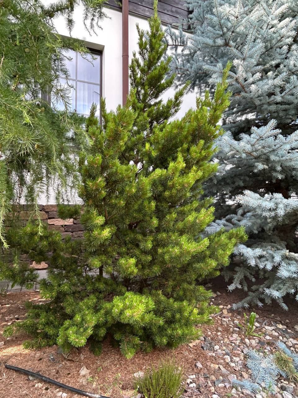 Pinus banksiana Banska 'Stiavnica'