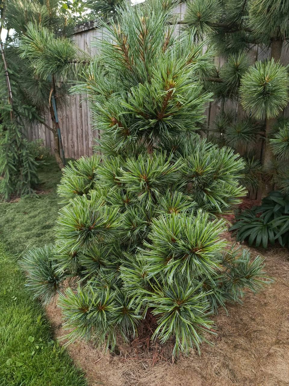 Pinus koraiensis 'Baishan'