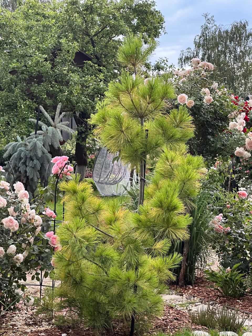 Pinus strobus ‘Louie’