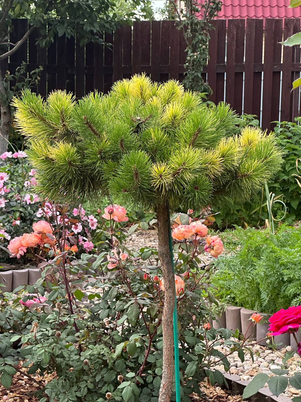 Pinus mugo ‘Boyko's Bonte‘