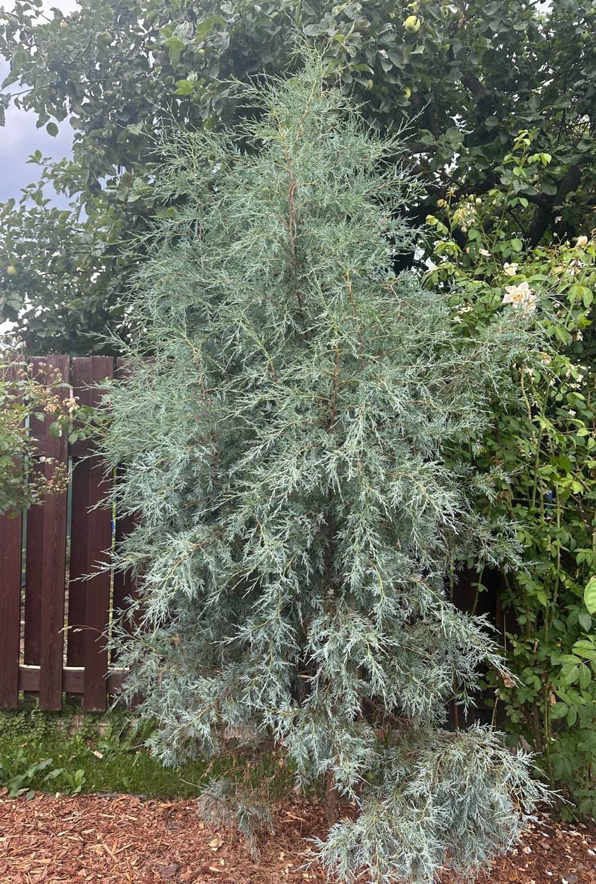 Juniperus scopulorum 'Springbank'