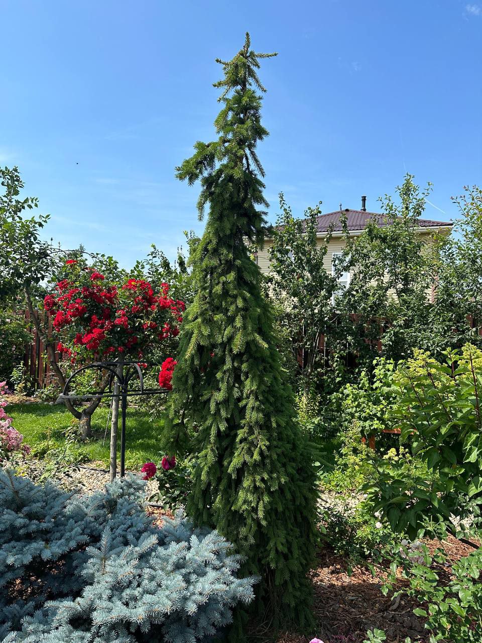 Picea abies 'Frohburg'