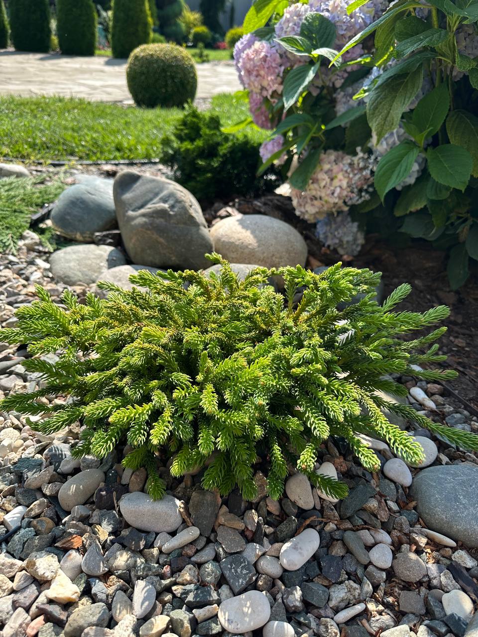 Cryptomeria japonica 'Dinger '