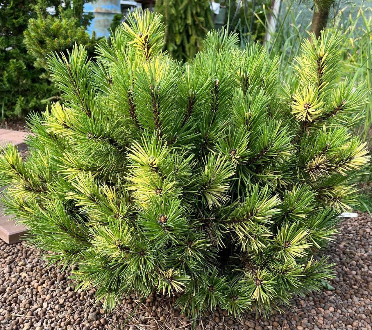 Pinus mugo ‘Albovariegata Panoch’
