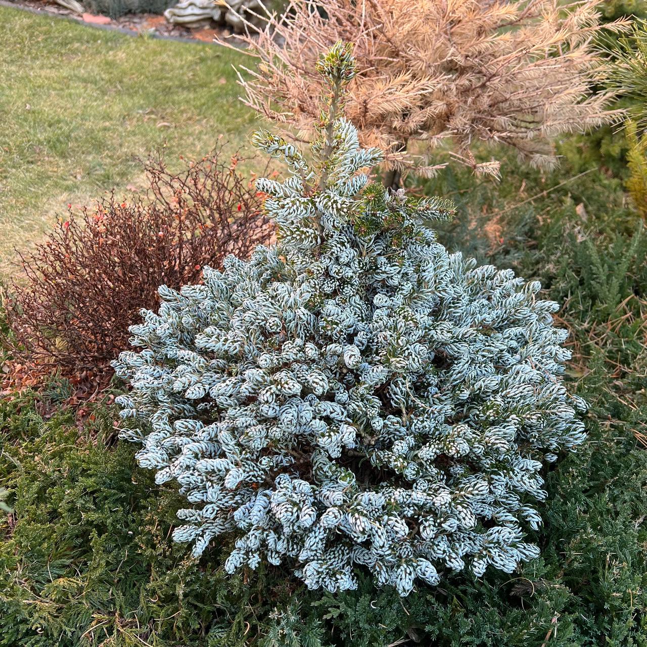 Abies koreana ‘Kohout's Icebreaker’