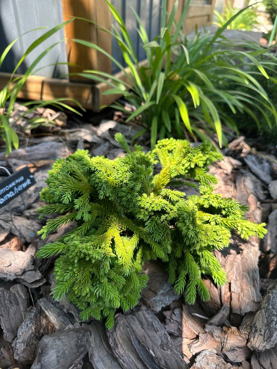 Cryptomeria japonica 'Tomahawk'