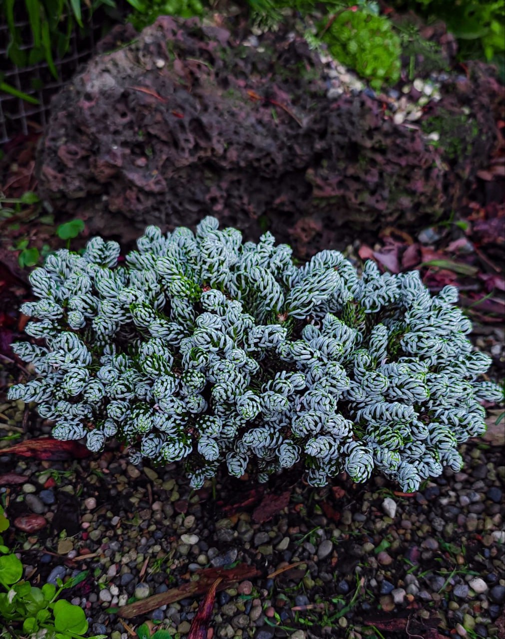 Abies koreana 'Kohout's Icebreaker'