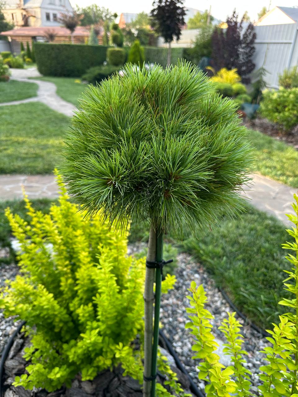 Pinus strobus ‘Sea Urchin’